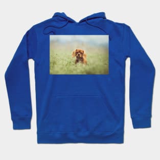 cavalier king charles spaniel ruby Hoodie